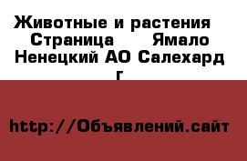  Животные и растения - Страница 27 . Ямало-Ненецкий АО,Салехард г.